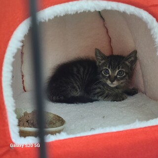 ２ヶ月半の女の子