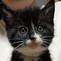 いかつい顔模様でもくりくりな目で甘えたい黒ちゃん