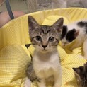 可愛い子猫前橋市②わかめちゃん