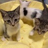 可愛い子猫前橋市②わかめちゃん サムネイル2