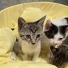 可愛い子猫前橋市②わかめちゃん サムネイル3