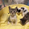 可愛い子猫前橋市②わかめちゃん サムネイル4