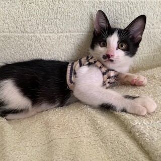 可愛い白黒ヒトヤス君 ２ヶ月 