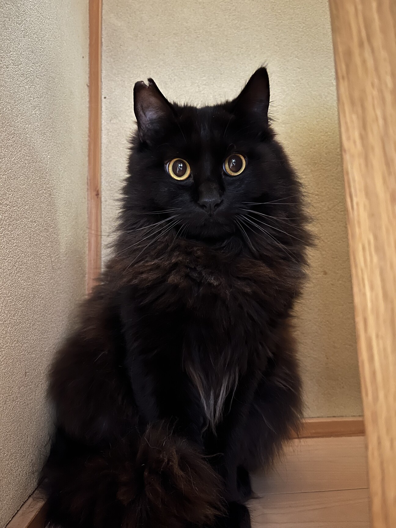 ゴージャス黒毛長毛・ちょ」高知県 - 猫の里親募集(512777