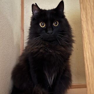 ゴージャス黒毛長毛・ちょっと怖がりな甘えん坊