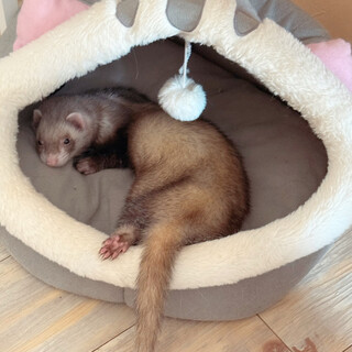 マウンテンビューのフェレットくん