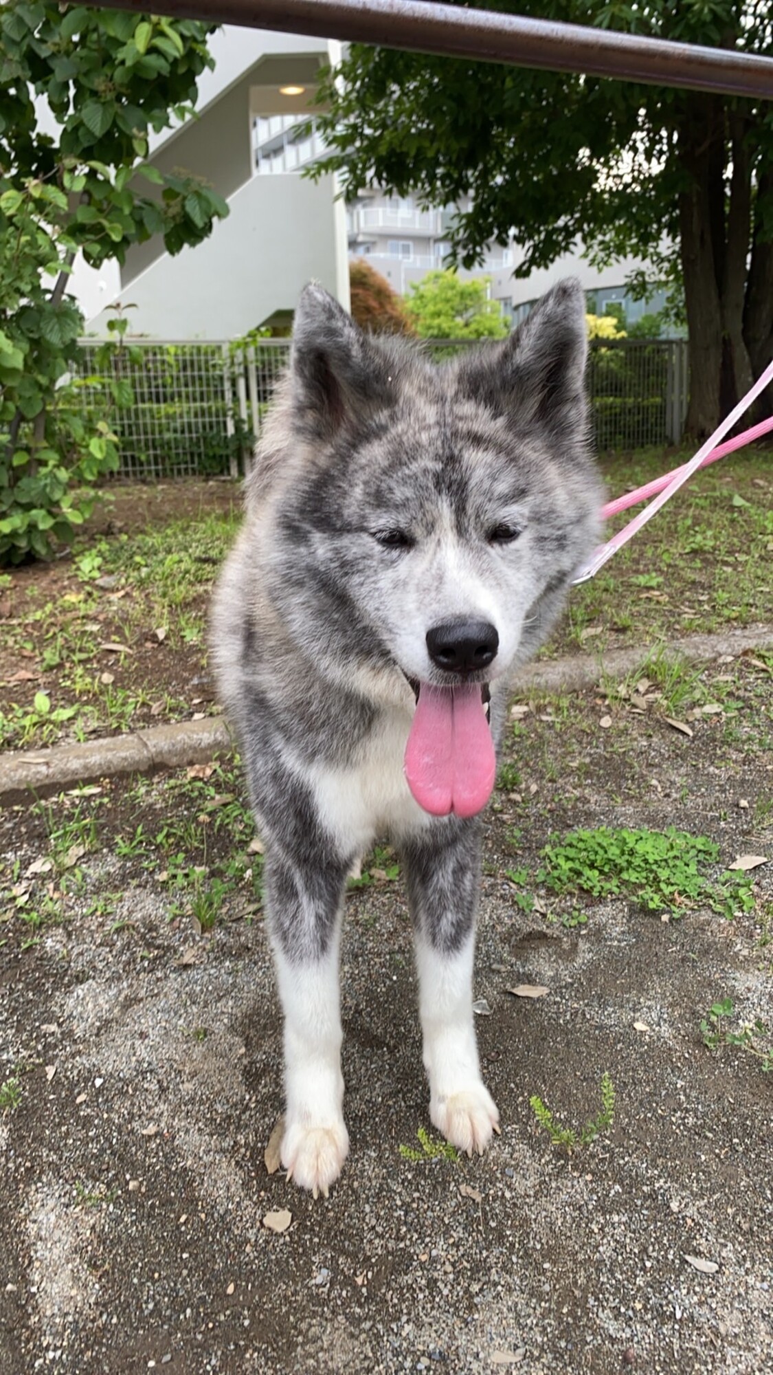 小さな女の子秋田犬虎毛の」東京都 - 犬の里親募集(517439