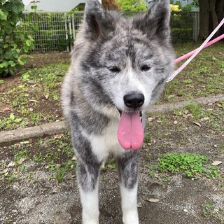 小さな女の子秋田犬虎毛の」東京都 - 犬の里親募集(517439