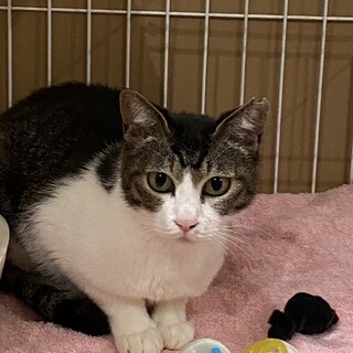 ゆきめ：人馴れ訓練頑張ってます！ママ猫