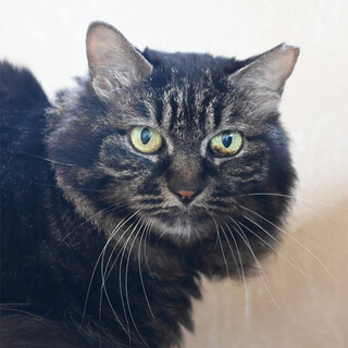 猫エイズキャリアのちゃーちゃんです