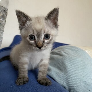 みるく：お母さんと来ました　