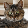 猫エイズキャリアのキジトラくんです サムネイル2