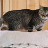 猫エイズキャリアのキジトラくんです サムネイル3