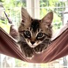 長毛の超元気なカワイイ★レオンくん サムネイル2