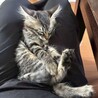 長毛の超元気なカワイイ★レオンくん サムネイル3