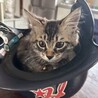 長毛の超元気なカワイイ★レオンくん サムネイル4