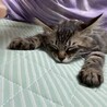 長毛の超元気なカワイイ★レオンくん サムネイル5