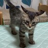 長毛の超元気なカワイイ★レオンくん サムネイル6