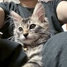 長毛の超元気なカワイイ★レオンくん サムネイル7