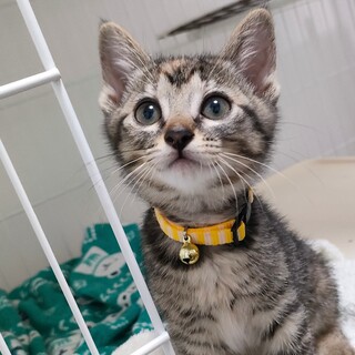 【6/22譲渡会】人懐こく元気！５匹姉妹の今日子♪