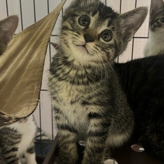 2ヶ月のキジ大家族☆ヤンチャなレッド