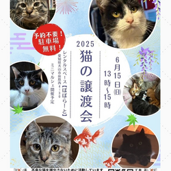 猫の譲渡会犬山市 @レンタルスペースぽぽらーと