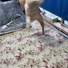 べた馴れで人が大好き茶白君 サムネイル2