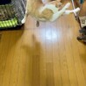 べた馴れで人が大好き茶白君 サムネイル3