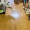 べた馴れで人が大好き茶白君 サムネイル4