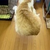 べた馴れで人が大好き茶白君 サムネイル5