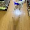 べた馴れで人が大好き茶白君 サムネイル6