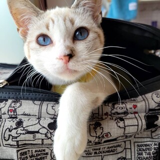 青い瞳のシャム猫MIXの」東京都 - 猫の里親募集(517464) :: ペット