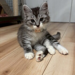 長毛フワフワで優しい性格の❤︎シルちゃん