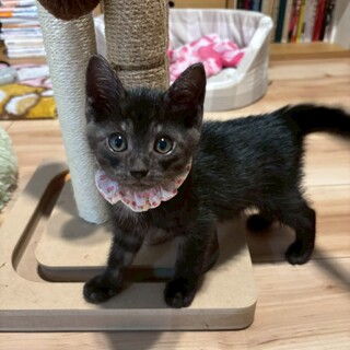 表情豊かでお喋りする❤︎リリちゃん