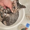 トライアル決定★超強運猫★こはだ★イケメン猫 サムネイル2