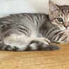トライアル決定★超強運猫★こはだ★イケメン猫 サムネイル3
