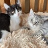 トライアル決定★超強運猫★こはだ★イケメン猫 サムネイル4