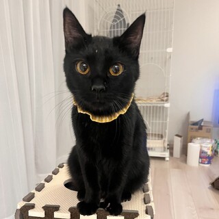 たくさん話しかけてくれる★ライトくん