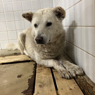 殺処分対象❗️収容期限6/19迄❗️延長なし