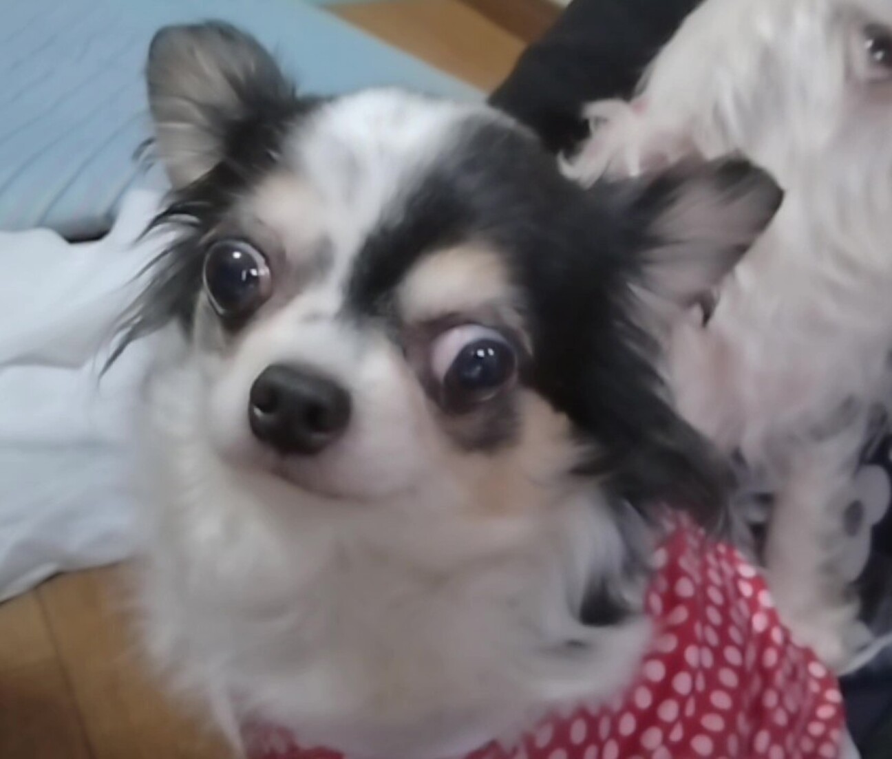 チワワのメス」埼玉県 - 犬の里親募集(517478) :: ペットのおうち