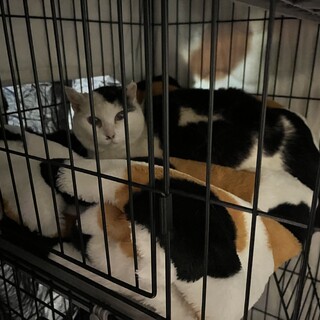 10年越しに出会えた小柄な白黒猫