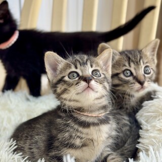 トラネコ ★ あさ