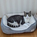 猫に優しいハンサムボーイ　もか君