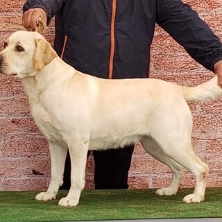 ラブラドールの女の子