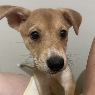 元気いっぱいな可愛い子犬ちゃん