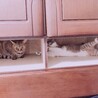 namihey3