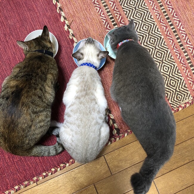namihey3のカバー写真