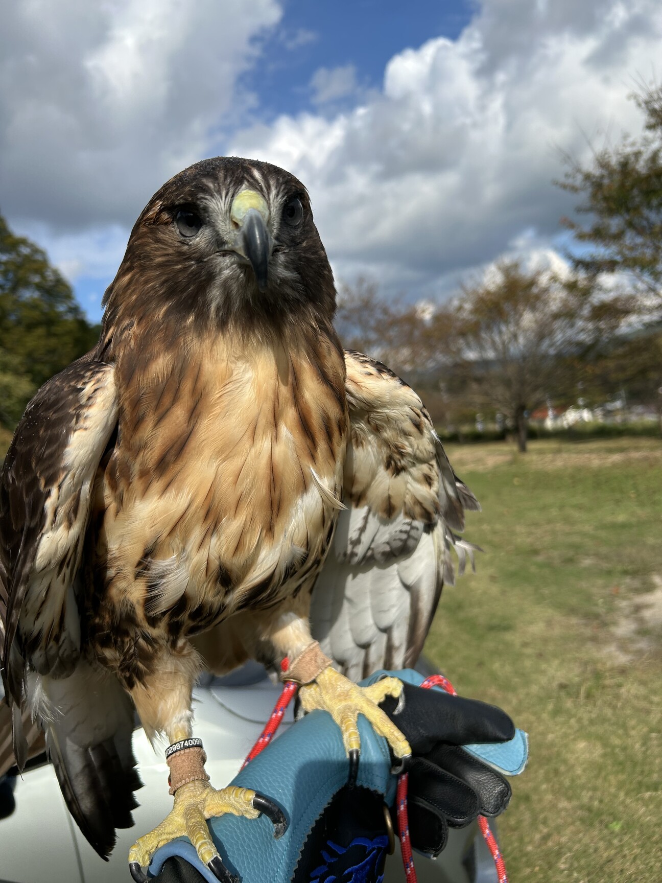 里親募集 サムネイル1