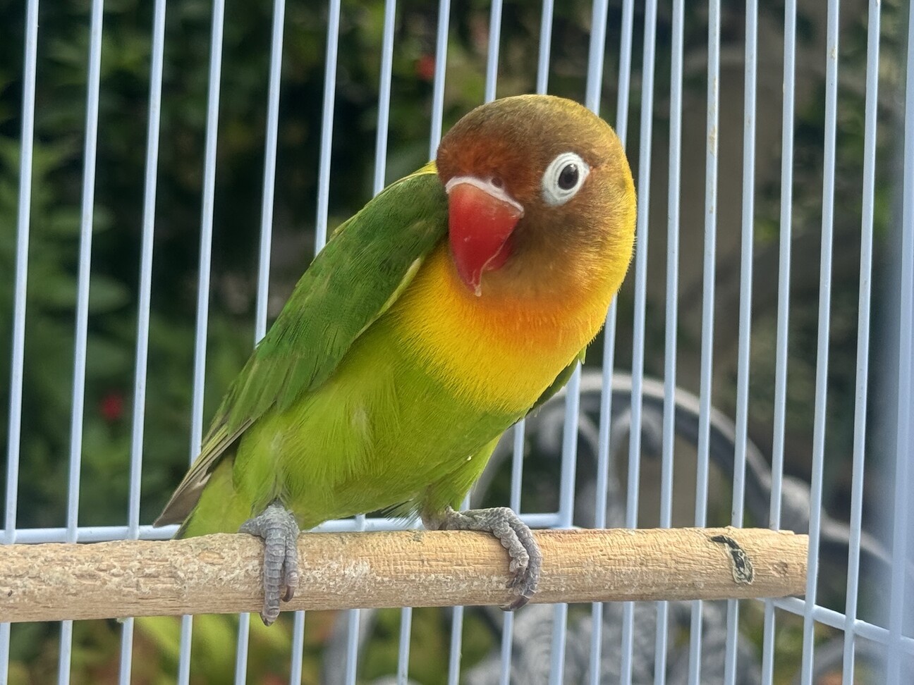ハンドメイド ボタンの狼 里親 募集中 ハンドメイド ボタンの狼 里親 募集中 ボタンインコ（ヤマブキ