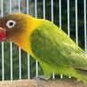 ボタンインコ（ヤマブキ）里親さん募集です サムネイル2